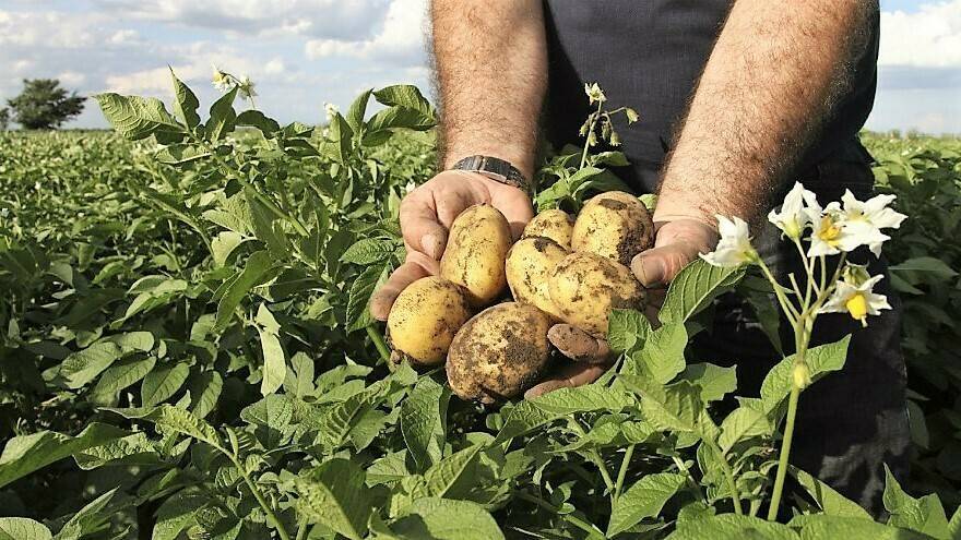 recoleccion-patatas 33